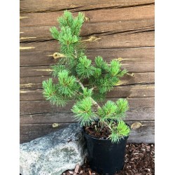 Pinus mugo ,,Pumilio'' bonsai ruošinys