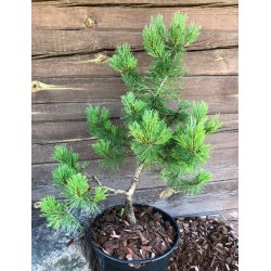 Pinus mugo ,,Pumilio'' bonsai ruošinys