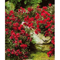 Rožė besidriekianti „Red Fairy“