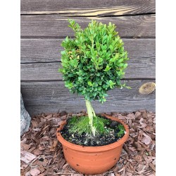 Buksmedis paprastasis „Suffruticosa“ topiary bonsai