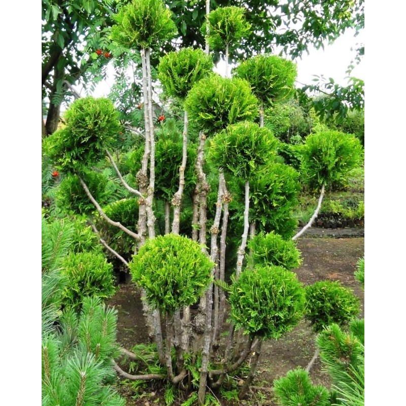 Tuja vakarinė topiary Pom Pom