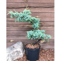 Kadagys žvynuotasis „Holger“ bonsai- topiary ruošinys