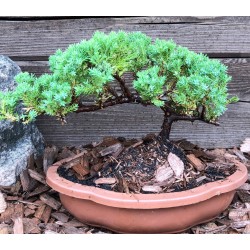 Kadagys gulsčiasis (plėtrusis) „Nana“ Juniperus procumbens„Nana“ bonsai
